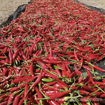 Sichuan chilies long dry red chilies for foodseasoning